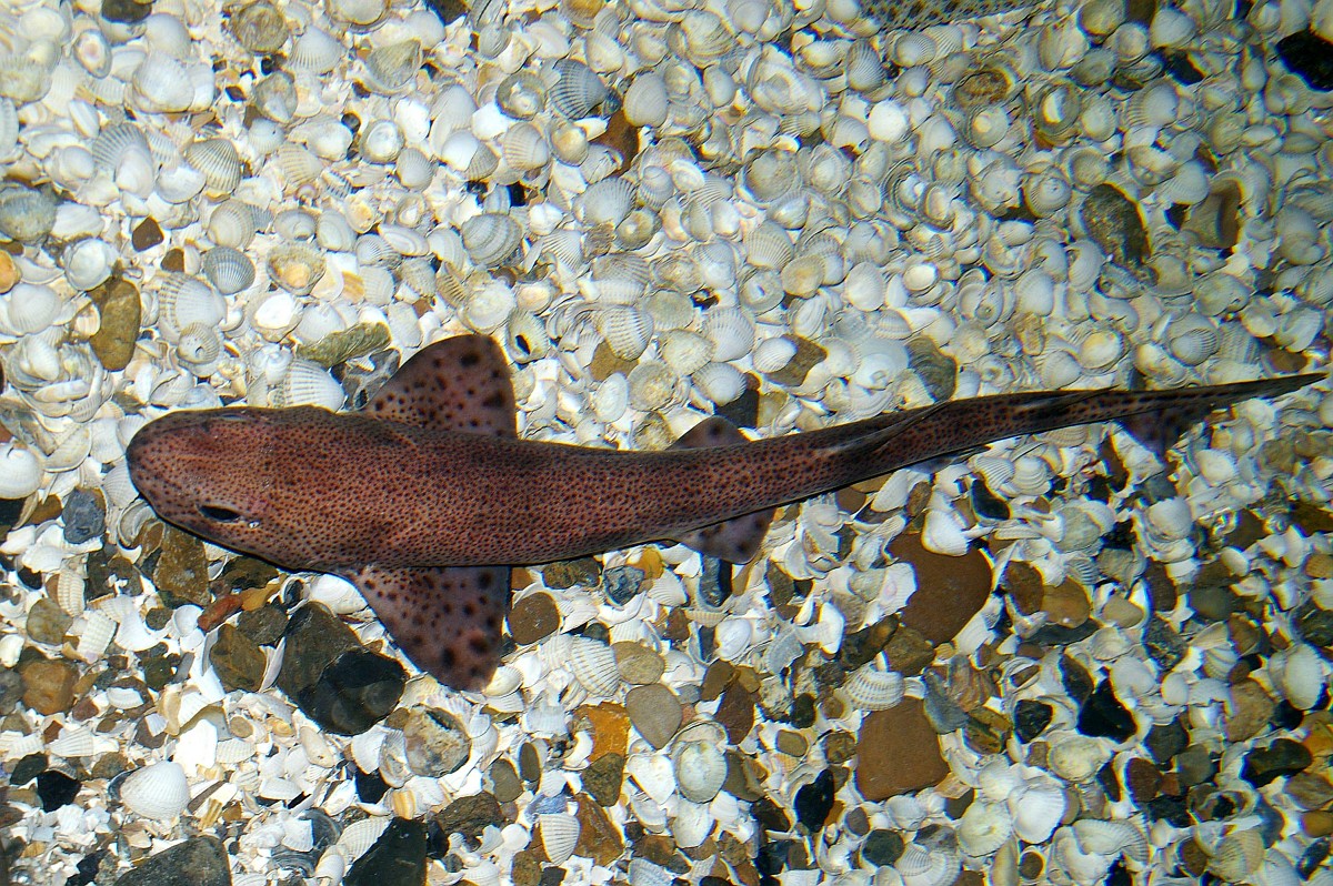 Scyliorhinus canicula, Smallspotted Catshark